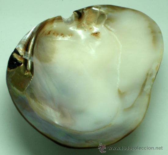 Coleccionismo de moluscos: Concha n&aacute;car marina 18 cm - Foto 3