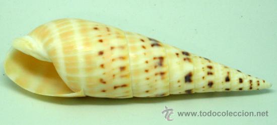 Coleccionismo de moluscos: Caracol marino 14 cm - Foto 1