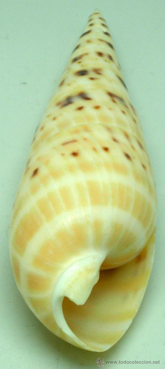Coleccionismo de moluscos: Caracol marino 14 cm - Foto 2