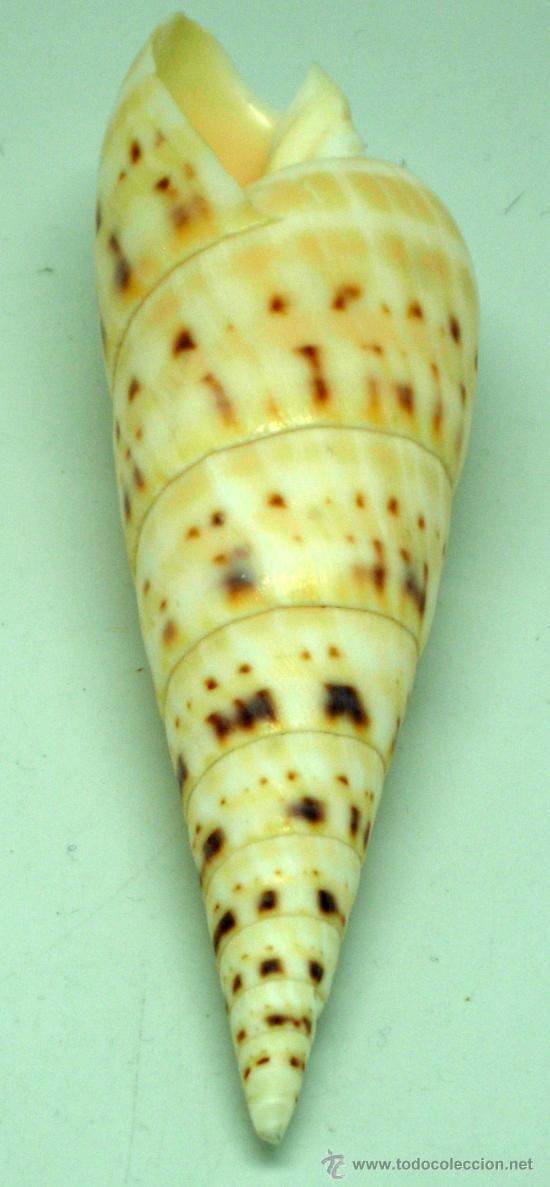 Coleccionismo de moluscos: Caracol marino 14 cm - Foto 3