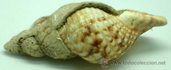 Coleccionismo de moluscos: Caracola marina 14 cm - Foto 1