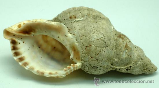 Coleccionismo de moluscos: Caracola marina 14 cm - Foto 2
