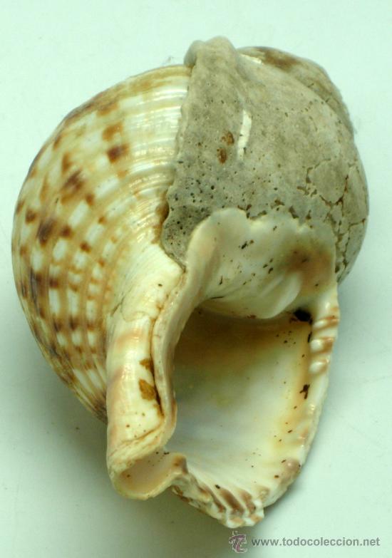 Coleccionismo de moluscos: Caracola marina 14 cm - Foto 3