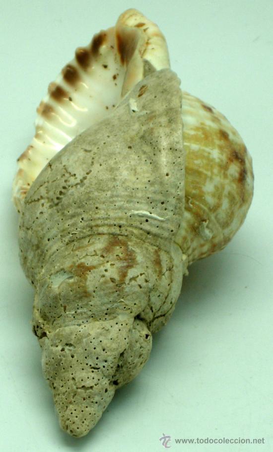 Coleccionismo de moluscos: Caracola marina 14 cm - Foto 4