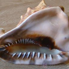 Coleccionismo de moluscos: CONCHA DE CARACOLA INDONESIA + 70 AÑOS ¡¡¡SOLO HOY!!!!. Lote 31972072