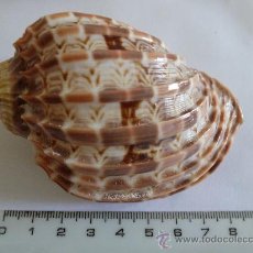 Coleccionismo de moluscos: CARACOLA FAMILIA HARPIDAE. Lote 32333612