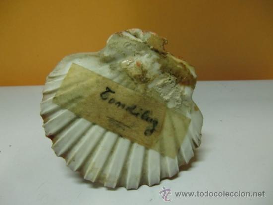 Coleccionismo de moluscos: Composici&oacute;n de conchas marinas y caracoles de mar - Foto 4