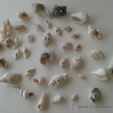 Coleccionismo de moluscos: CARACOLAS. Lote 32834790