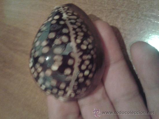 Coleccionismo de moluscos: tigre de chocolate con almendras - Foto 1