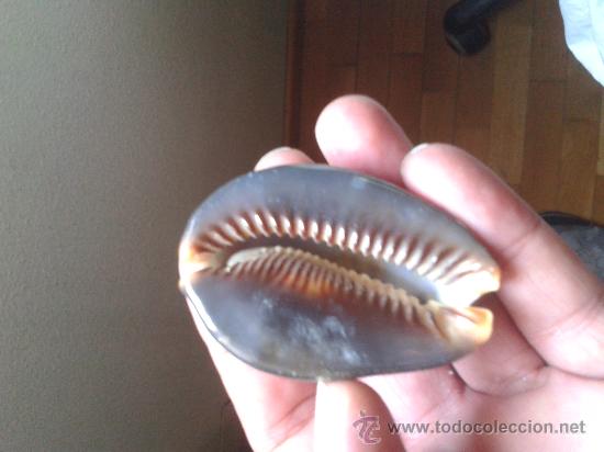 Coleccionismo de moluscos: tigre de chocolate con almendras - Foto 2