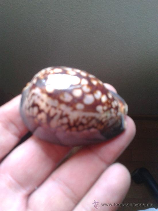 Coleccionismo de moluscos: tigre de chocolate con almendras - Foto 3