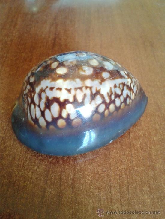 Coleccionismo de moluscos: tigre de chocolate con almendras - Foto 4