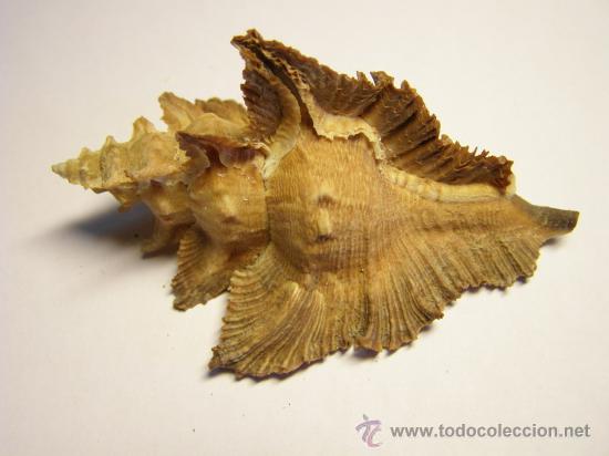 Coleccionismo de moluscos: Concha de caracol Pterynotus acanthopterus. - Foto 1