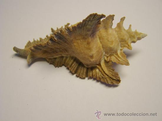 Coleccionismo de moluscos: Concha de caracol Pterynotus acanthopterus. - Foto 2
