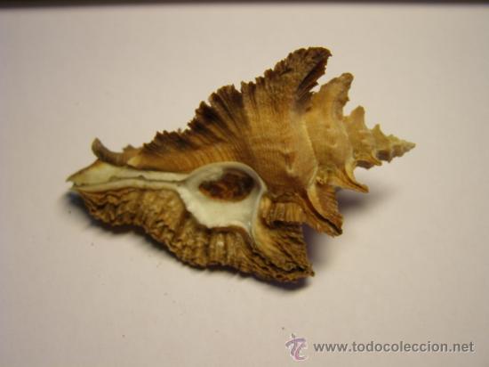 Coleccionismo de moluscos: Concha de caracol Pterynotus acanthopterus. - Foto 3