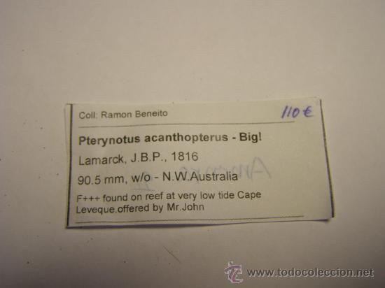 Coleccionismo de moluscos: Concha de caracol Pterynotus acanthopterus. - Foto 4