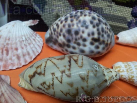 Coleccionismo de moluscos: COLECCION DE CONCHAS Y CARACOLAS - Foto 2