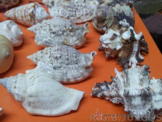 Coleccionismo de moluscos: COLECCION DE CONCHAS Y CARACOLAS - Foto 4