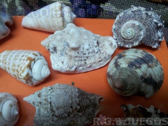 Coleccionismo de moluscos: COLECCION DE CONCHAS Y CARACOLAS - Foto 5