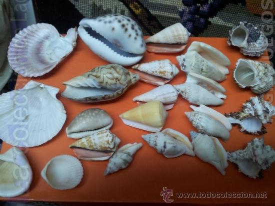 Coleccionismo de moluscos: COLECCION DE CONCHAS Y CARACOLAS - Foto 6