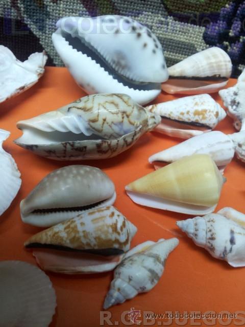 Coleccionismo de moluscos: COLECCION DE CONCHAS Y CARACOLAS - Foto 8