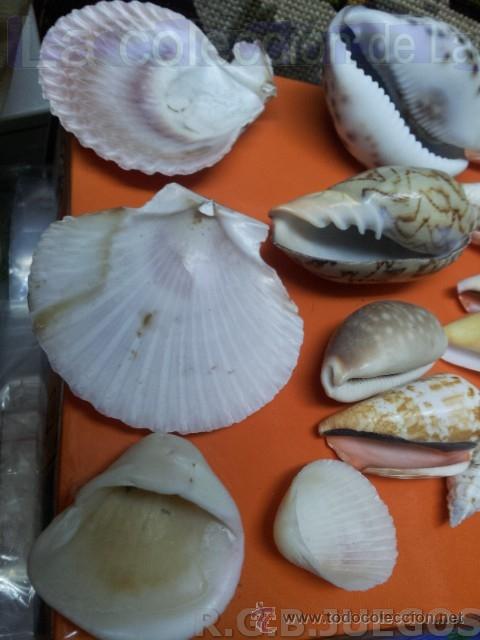 Coleccionismo de moluscos: COLECCION DE CONCHAS Y CARACOLAS - Foto 9