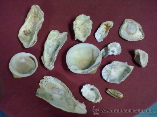 Coleccionismo de moluscos: LOTE DE 13 CONCHAS MARINAS - Foto 2