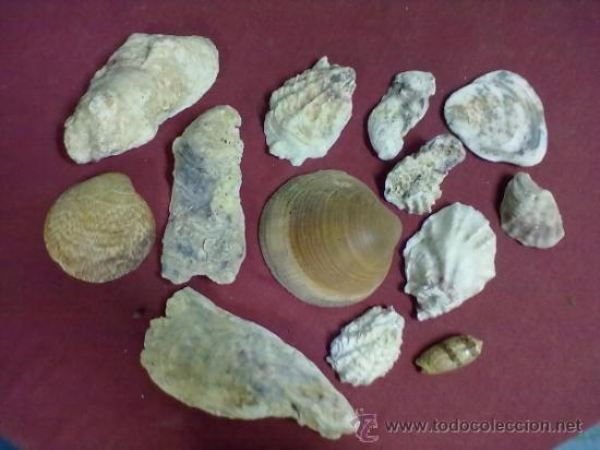 Coleccionismo de moluscos: LOTE DE 13 CONCHAS MARINAS - Foto 1