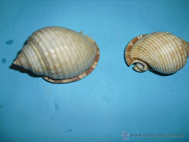 Coleccionismo de moluscos: 2 caracolas marinas,peque&ntilde;as - Foto 1