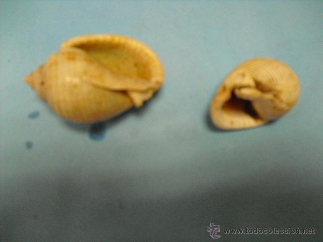 Coleccionismo de moluscos: 2 caracolas marinas,peque&ntilde;as - Foto 2