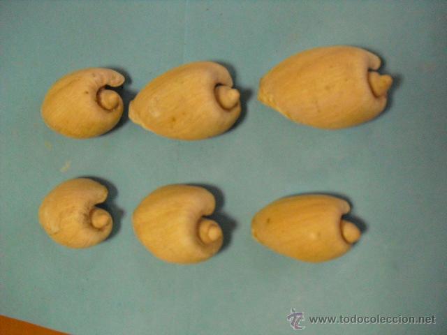 Coleccionismo de moluscos: 6 caracolas marinas, - Foto 2