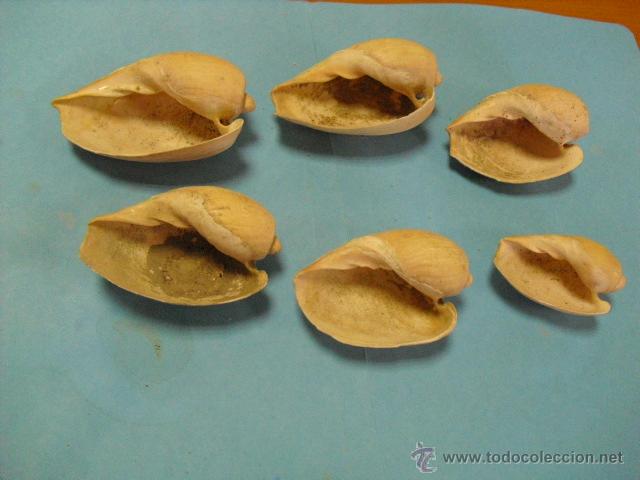 Coleccionismo de moluscos: 6 caracolas marinas, - Foto 3