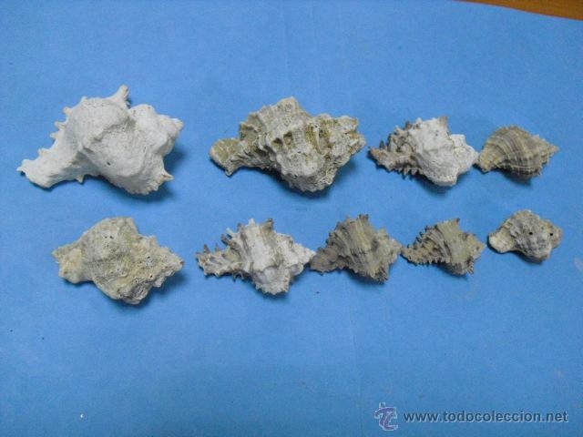 Coleccionismo de moluscos: 9 caracolas marinas, - Foto 1