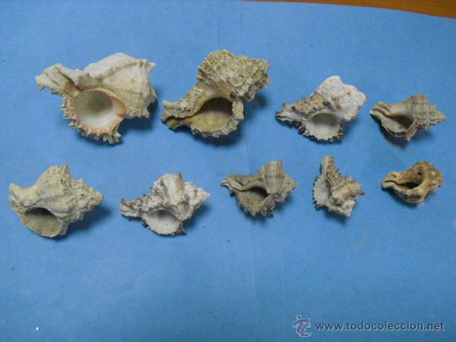 Coleccionismo de moluscos: 9 caracolas marinas, - Foto 2 - 39938529