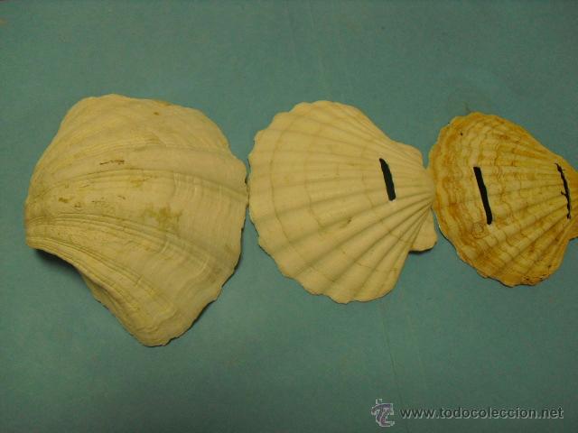 Coleccionismo de moluscos: 3 conchas marinas - Foto 1