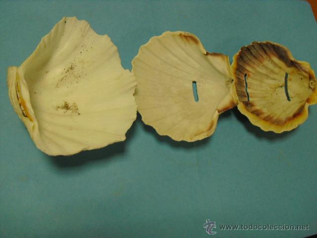 Coleccionismo de moluscos: 3 conchas marinas - Foto 2