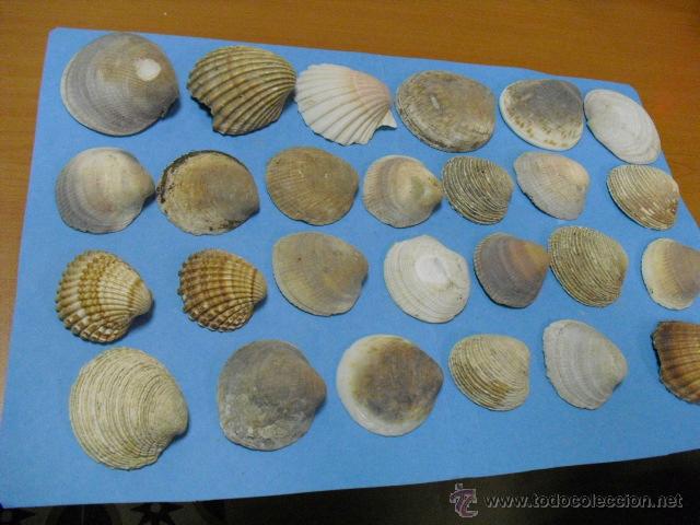 Coleccionismo de moluscos: 26 conchas marinas - Foto 1