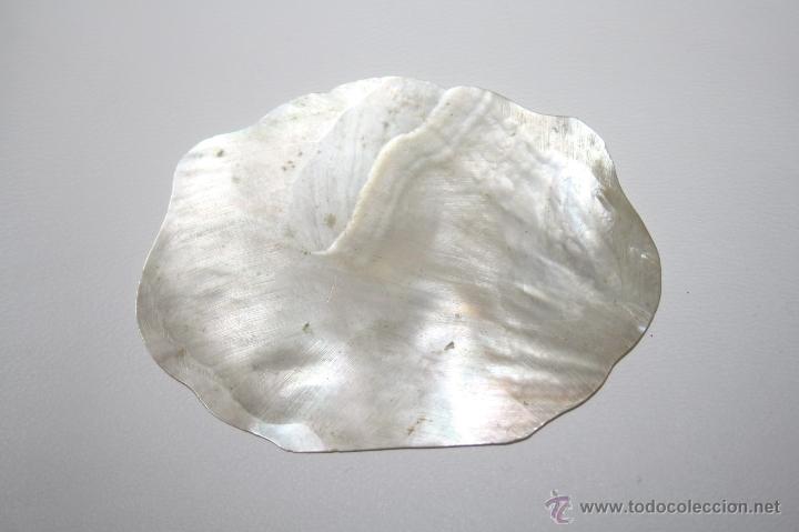 Coleccionismo de moluscos: PLACA DE N&Aacute;CAR DE FORMA RECTANGULAR - 7,5 * 5,5 CM - PRIMER TERCIO S. XX - Foto 2