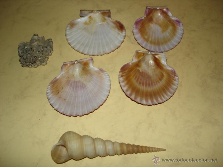 Coleccionismo de moluscos: CINCO CONCHAS Y UNA CARACOLA - Foto 1