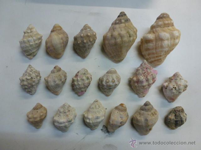 Coleccionismo de moluscos: Lote de 17 caracolas marinas - Foto 1