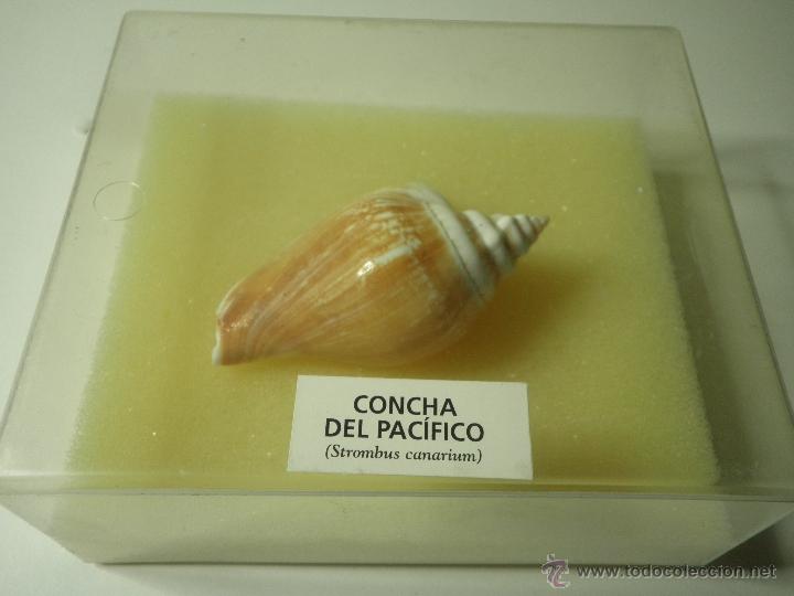 Coleccionismo de moluscos: CONCHA DEL PACIFICO - Foto 1