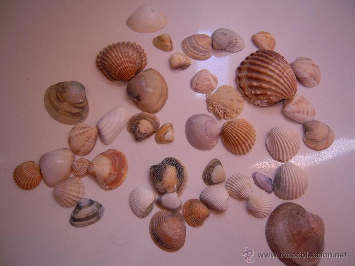 Coleccionismo de moluscos: Conchas Delta del Ebro - Foto 1