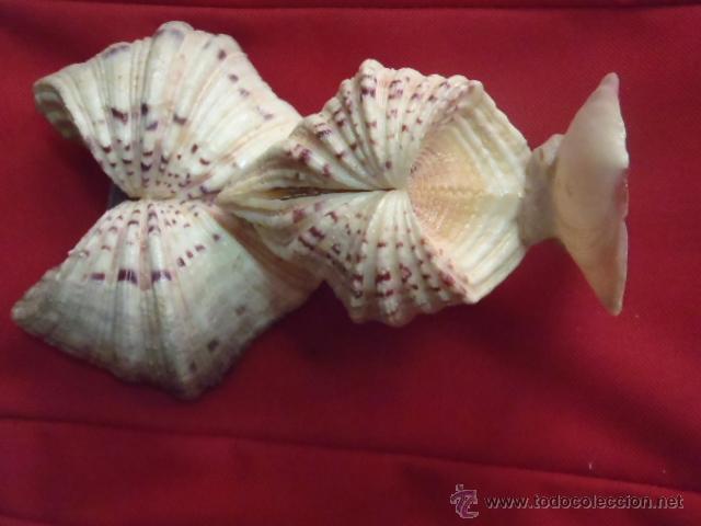 Coleccionismo de moluscos: BUHO DE LA SUERTE CON CONCHAS DE MAR.19 CM. - Foto 2