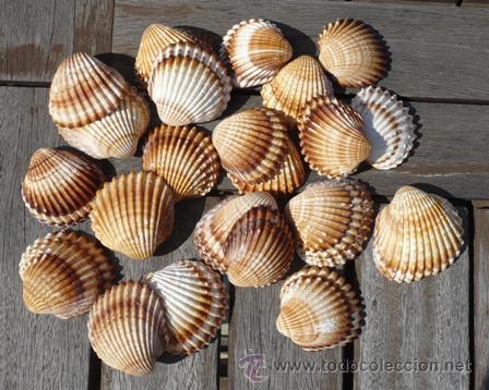 Coleccionismo de moluscos: LOTE DE 22 CONCHAS MARINAS. CONCHA NATURAL. ANTIGUAS. - Foto 1 - 48305900
