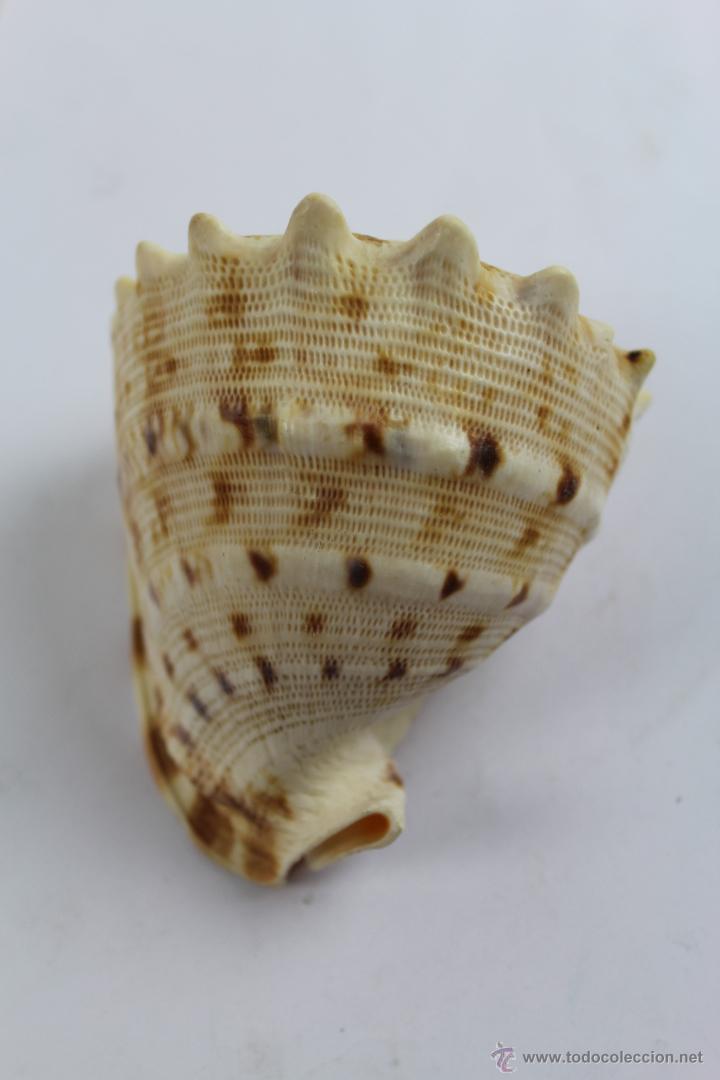 Coleccionismo de moluscos: CARACOLA CASSIS CORNUTA. - Foto 2