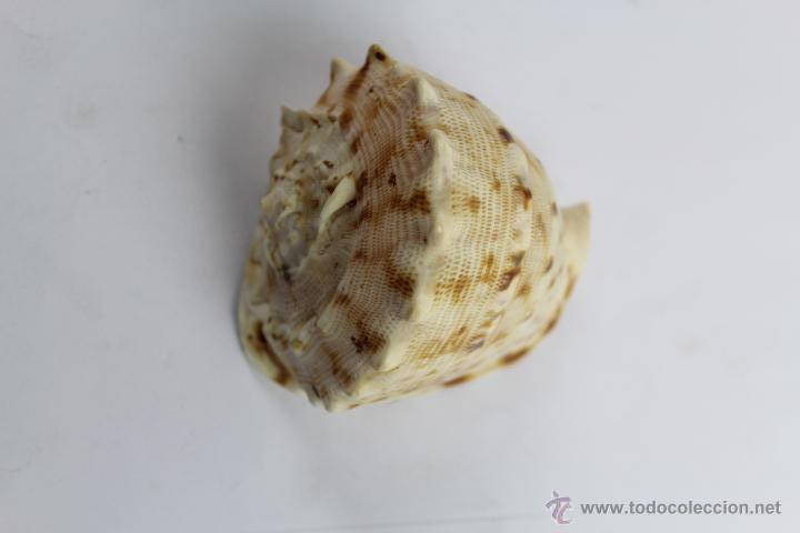 Coleccionismo de moluscos: CARACOLA CASSIS CORNUTA. - Foto 3
