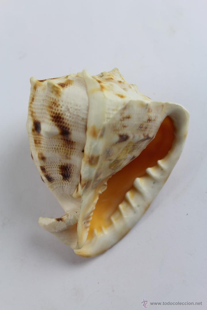 Coleccionismo de moluscos: CARACOLA CASSIS CORNUTA. - Foto 4