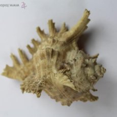 Coleccionismo de moluscos: CHICOREUS RAMOSUS. 