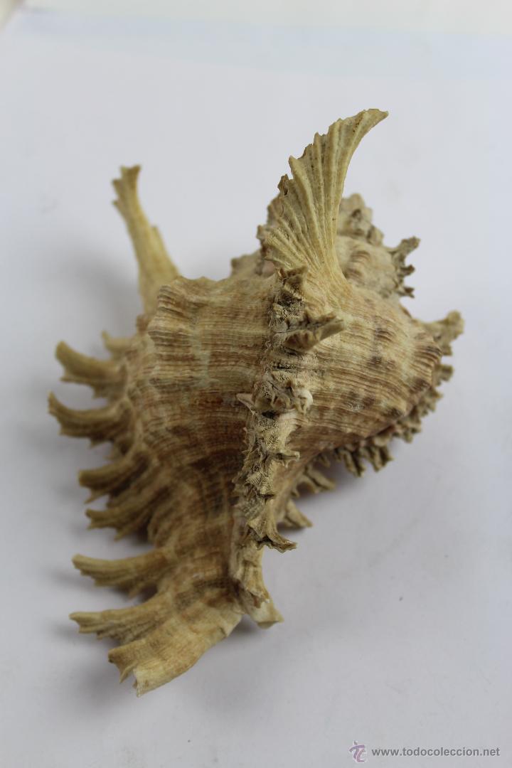 Coleccionismo de moluscos: CHICOREUS RAMOSUS. - Foto 2