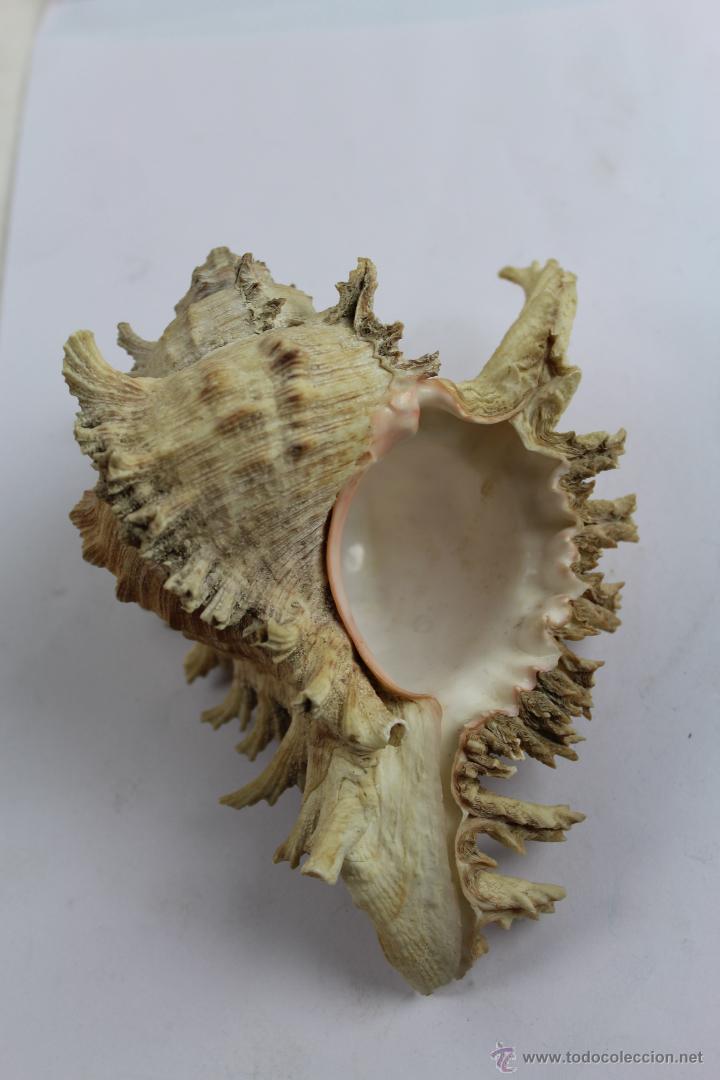 Coleccionismo de moluscos: CHICOREUS RAMOSUS. - Foto 3